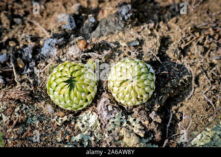 Usine de forme inhabituelle - houseleeks (Sempervivum) dans les montagnes. La famille Crassulacées Banque D'Images