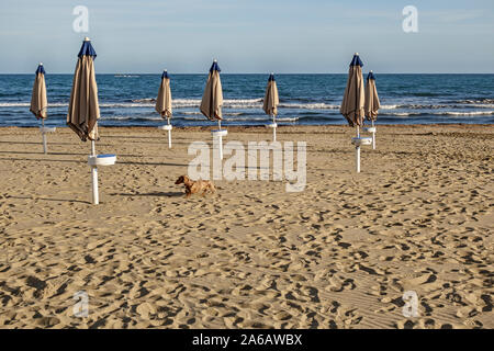 Parasols pliés et un chien teckel solitaire sur une plage Méditerranéenne vide à la fin de la période des vacances d'été en Italie Banque D'Images