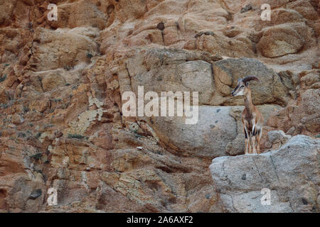 Un jeune Mouflon Européen (Ovis orientalis musimon) une sous-espèces de moutons sauvages bien camouflée sur la falaise de granit rouge rocks en Sardaigne Italie Banque D'Images