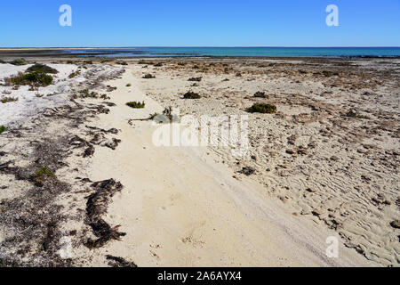 Vue sur les tapis microbiens à stromatolithes Hamelin Pool dans la baie Shark, zone du patrimoine mondial, l'Australie Occidentale Banque D'Images