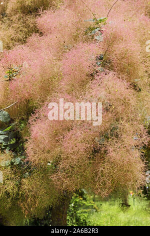 Détail de l'inflorescence de la fumée d'un arbre en pleine floraison Banque D'Images