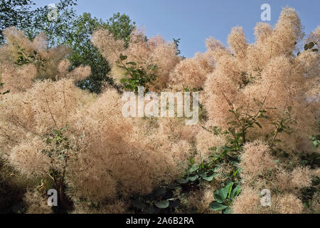 Infructescenses cotinus arbre ou du brouillard Banque D'Images