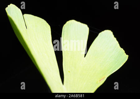 Le Ginkgo biloba Banque D'Images