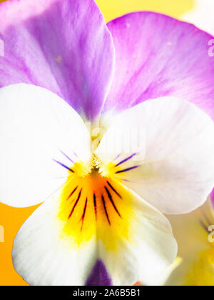 Blanc et rose pansy close up Banque D'Images