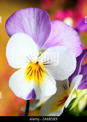 Blanc et rose pansy close up Banque D'Images