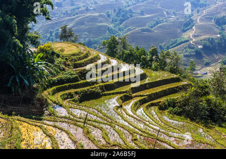 Plan rapproché sur terrasse de riz dans la région de Sapa, Vietnam village Banque D'Images