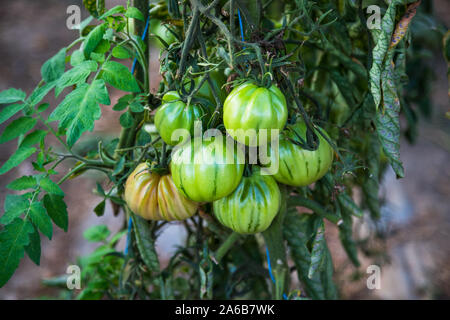 Close up sur les mûrs tomates heirloom vert vibrant dans une serre Banque D'Images