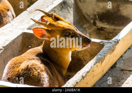 Reeves (Muntiacus reevesi muntjac's), assis dans une mangeoire en pierre, également connu sous le muntjac chinois, est une espèce muntjac trouvé largement dans le sud-est Banque D'Images