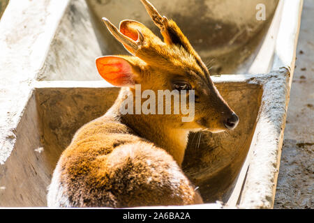 Reeves (Muntiacus reevesi muntjac's), assis dans une mangeoire en pierre, également connu sous le muntjac chinois, est une espèce muntjac trouvé largement dans le sud-est Banque D'Images