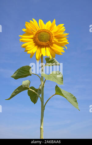 Sonnenblume | | tournesol [© Siegfried Kuttig, Ringstrasse 3, 21339 Lunebourg, Tél. :  +49-4131-73106-1 www.kuttig-fotos.com, Webmaster@kuttig-fotos.co ; Banque D'Images