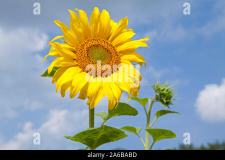 Sonnenblume || tournesol | Côte de la mer Baltique, Schleswig-Holstein, Allemagne | [© Siegfried Kuttig, Ringstrasse 3, 21339 Lunebourg, Tel. :  +49-413 Banque D'Images