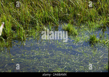 Flaque d'eau dans un pré après de fortes pluies en octobre, vert prairie avec de l'eau profonde flaque soleil d'automne Banque D'Images