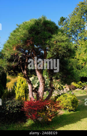 Karaca Arboretum est un arboretum privé situé à Yalova, Turquie. Banque D'Images