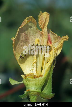 Cotton bollworm (Helicoverpa sp.) Caterpillar se nourrissent d'une fleur de coton endommagé, Louisiane, Etats-Unis Banque D'Images