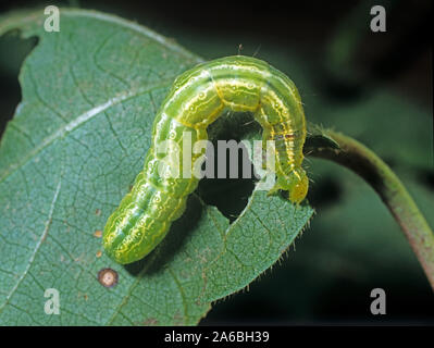 La fausse-arpenteuse du chou (Trichoplusia ni) vert, blanc à rayures sur caterpillar coton, endommagé, le Mississipi, USA, octobre Banque D'Images