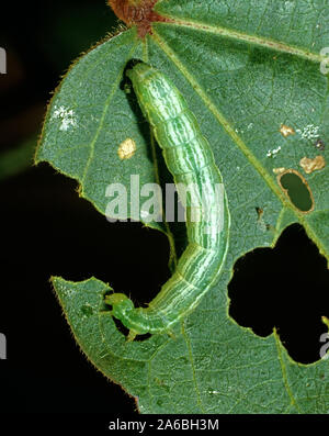 La fausse-arpenteuse du chou (Trichoplusia ni) vert, blanc à rayures sur caterpillar coton, endommagé, le Mississipi, USA, octobre Banque D'Images