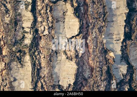 Arrière-plan de la forêt naturelle. La texture de l'écorce d'un arbre illuminé par le soleil du matin. Banque D'Images