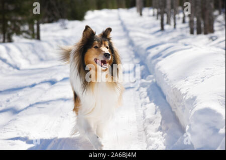 Rough collie tournant dans la neige. Banque D'Images