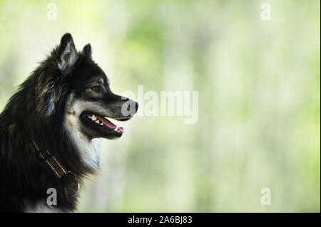 Portrait of a Finnish Lapphund. Focus sélectif et profondeur de champ. Banque D'Images