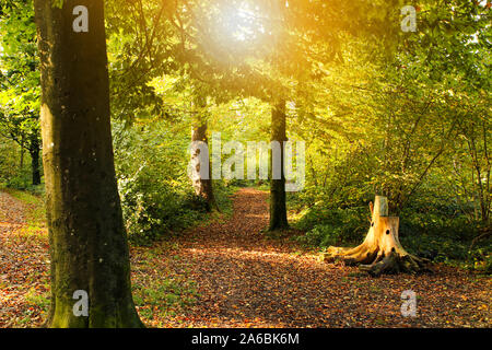 Réglage de l'automne dans un forrest avec rayons de soleil Banque D'Images