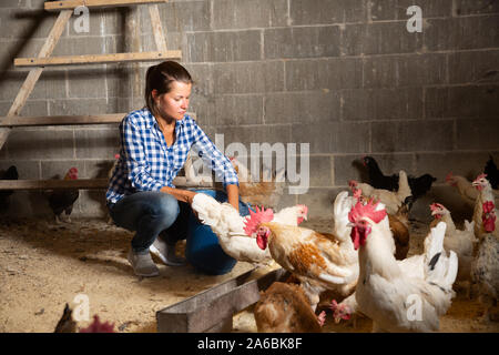 L'accent jeune femme nourrir les poulets domestiques tout en travaillant dans poulailler Banque D'Images