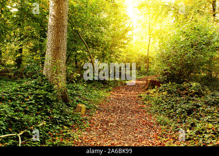 Réglage de l'automne dans un forrest avec rayons de soleil Banque D'Images