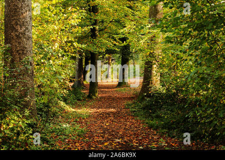 Réglage de l'automne dans un forrest avec rayons de soleil Banque D'Images