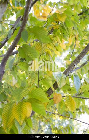 Le Betula grossa - Japanese cherry birch tree close up, à l'automne. Banque D'Images