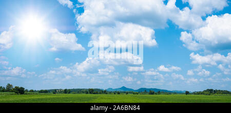Les semis de riz vert dans un champ de riz paddy avec beau ciel et de nuages Banque D'Images
