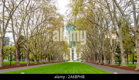 Rue Grande Allée bordée de platanes dans les jardins Carlton Carlton Melbourne Victoria en Australie. Banque D'Images