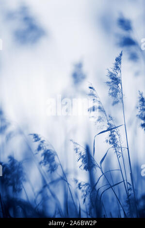 Roseau commun (Phragmites australis). Focus sélectif et très faible profondeur de champ. Ton bleu. Banque D'Images