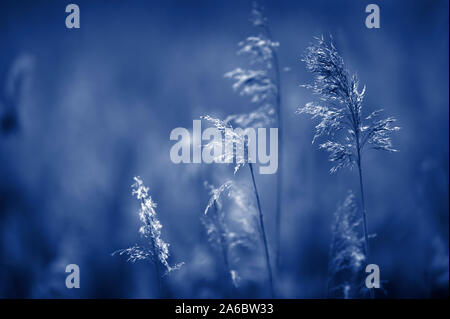 Roseau commun (Phragmites australis). Focus sélectif et profondeur de champ. Ton bleu. Banque D'Images