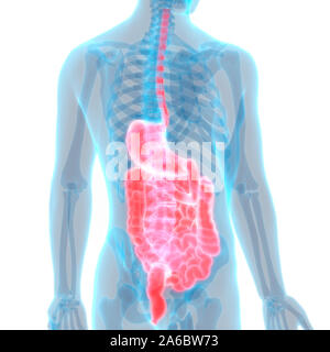 Les organes internes de l'anatomie du système digestif Banque D'Images