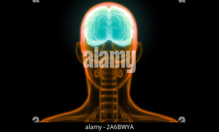 Organe central du système nerveux humain anatomie du cerveau Banque D'Images