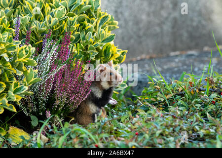 Un grand hamster sur une pierre tombale à la recherche de nourriture, cimetière de Meidling (Vienne, Autriche) Banque D'Images