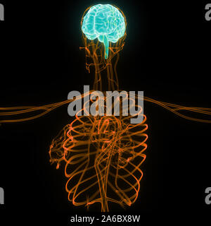 Organe central du système nerveux humain anatomie du cerveau Banque D'Images