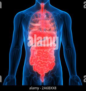 Anatomie des organes internes complets humains Banque D'Images