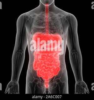 Les organes internes de l'anatomie du système digestif Banque D'Images
