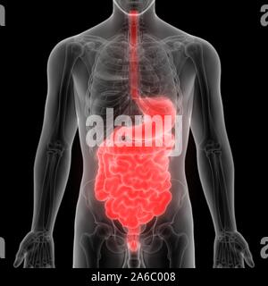 Les organes internes de l'anatomie du système digestif Banque D'Images