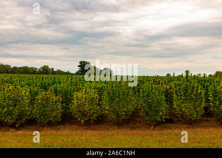 Champ de chanvre. SunsetSky colorés et du Paysage avec l'herbe - les plants de marijuana. Banque D'Images