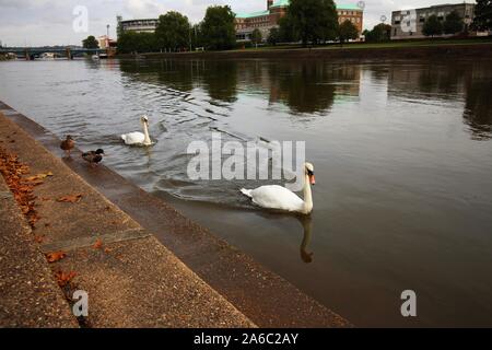 Une paire de cygnes nager le long de la rivière Trent à Nottingham, Angleterre, tandis qu'une paire de Canards colverts à pied à côté d'eux sur la rive comme suit. Banque D'Images