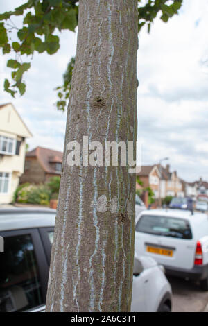 Écorce de serpent du Père David l'érable (Acer davidii), arbres de rue Chingford, Londres E4 Banque D'Images