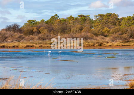 Parc Naturel de Ria Formosa, Quinta do Marim Park au Portugal Banque D'Images