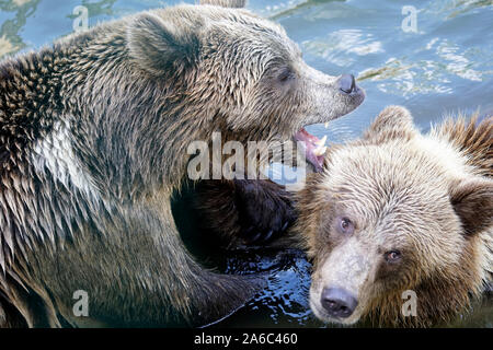 Ours brun - Ursus arctos paire en face de l'autre, doucement jouant dans l'eau Banque D'Images