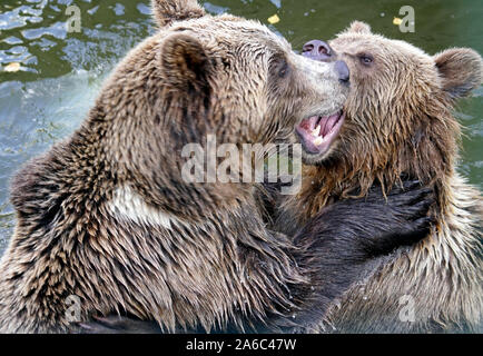 Ours brun - Ursus arctos paire en face de l'autre, doucement jouant dans l'eau Banque D'Images