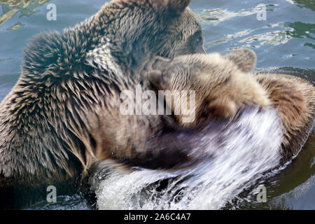 Ours brun - Ursus arctos paire en face de l'autre, doucement jouant dans l'eau Banque D'Images