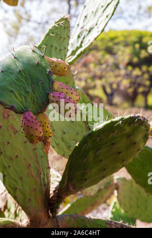 Opuntia, communément appelé figuier de barbarie, est un genre de la famille des cactus, Cactaceae. Figuiers de Barbarie sont également connus comme le thon, Sabra, nopal du nahuatl Banque D'Images