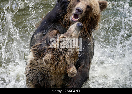 Ours brun - Ursus arctos paire en face de l'autre, doucement jouant dans l'eau Banque D'Images