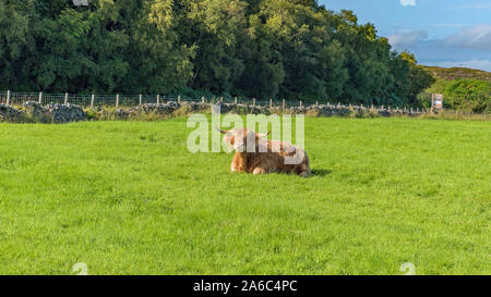 Highland coo - Kyle of Lochalsh, Ecosse - vues Banque D'Images