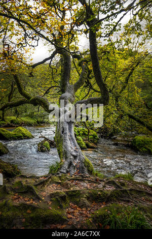 Un vieil arbre noueux Hêtre Fagus sylvatica penché au-dessus de la rivière Fowey comme il coule à travers les forêts anciennes d'Draynes à bois Golitha Falls, en Cor Banque D'Images
